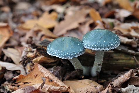 Stropharia Caerulea Blue Roundhead A Pair Of Blue Roundh Flickr