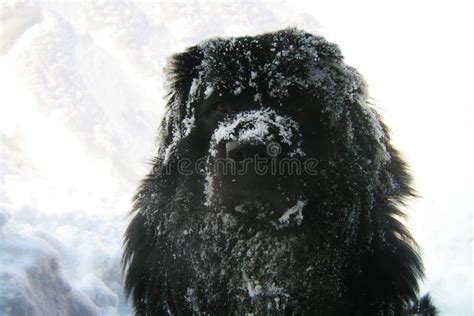 Newfoundland Dog Stock Image Image Of Snow White Winter 89962753