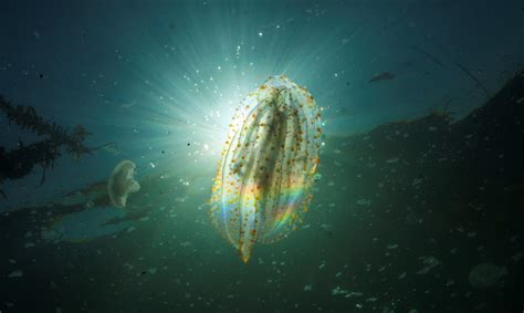 Sea Wonder Comb Jelly National Marine Sanctuary Foundation