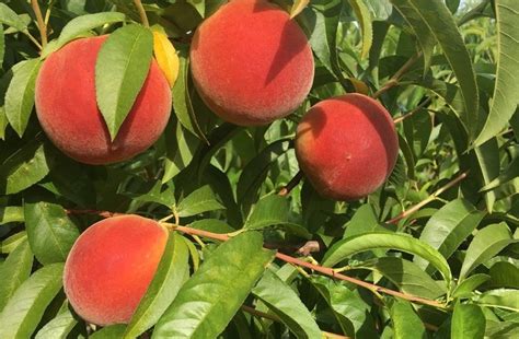 Top 5 When Do You Prune Peach Trees