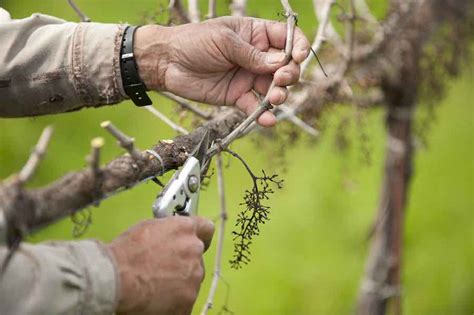 How To Trim Grape Vines