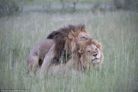 Shocking Photos 2 Gay Male Lions Caught Making Love Gossip Mill Nigeria