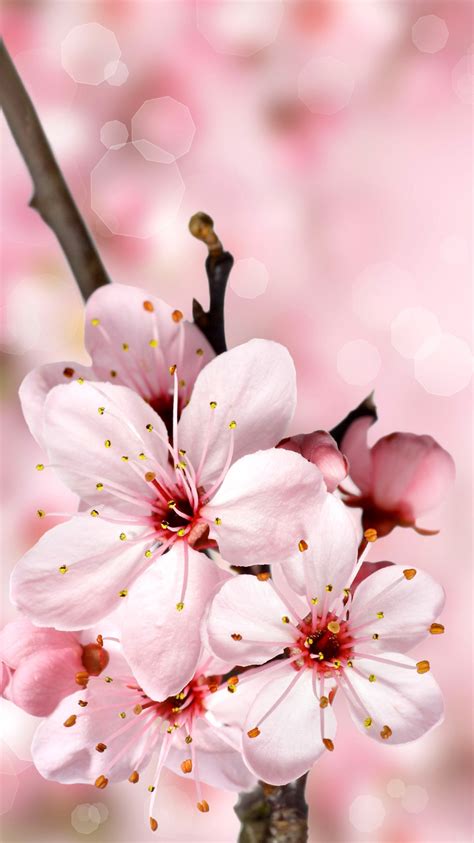Japanese Cherry Blossom Wallpaper Iphone Cherry Blossoms Iphone