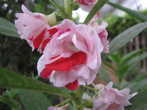 Bunga Pacar Air Flora Air Rose Plants Pink Plant Roses Planets