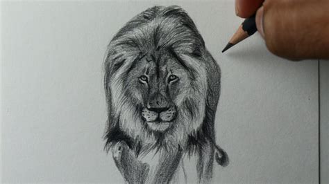 Total 112 Imagen Desenhos De Animais Realistas Passo A Passo Br