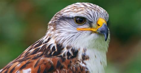 Ferruginous Hawk Bird Facts Buteo Regalis Az Animals