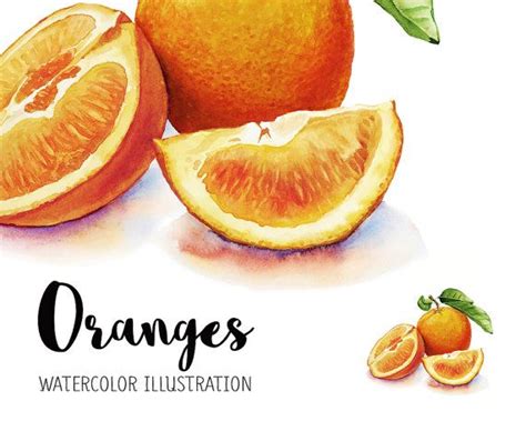 Oranges Watercolor Oranges Illustration Watercolor Fruit Etsy