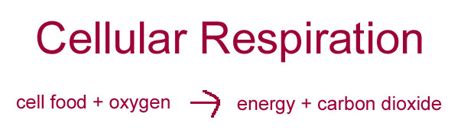 The chemical equation for cellular respiration is the opposite of the photosynthesis reaction in plants. Marine Life: Marine Ecosystems