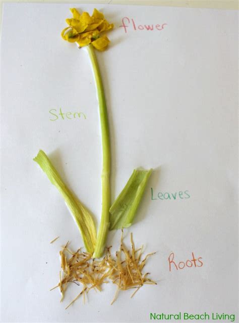 Best Montessori Botany Activities For Kids Hands On Flower Activities