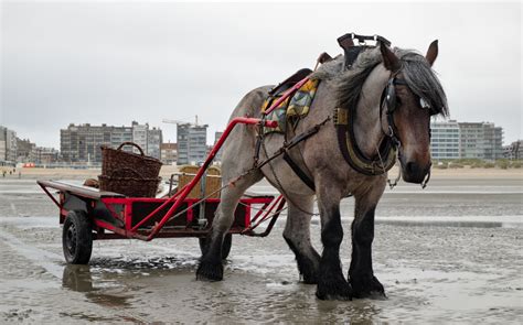 The Belgian Or Belgian Draft French Trait Belge Dutch Belgisch