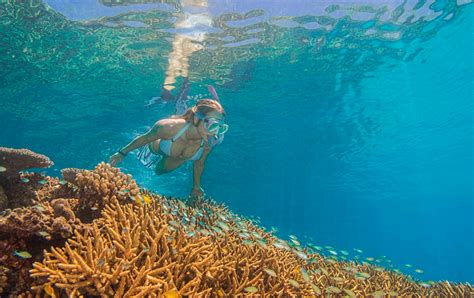 Cairns Reef Tours Snorkelling And Diving 2 Coral Reefs