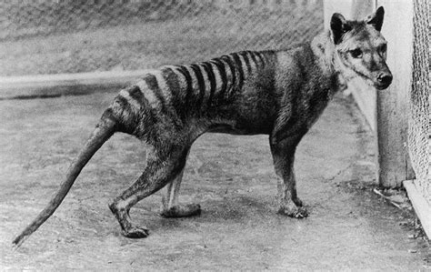 The thylacine vanished from the australian mainland about 3,000 years ago, probably as a result of a frequent 'sightings' and quests to find evidence of a living thylacine manifest hopes it might not. Tasmanian Tiger: Thousands Of Sightings Show It Might Not ...