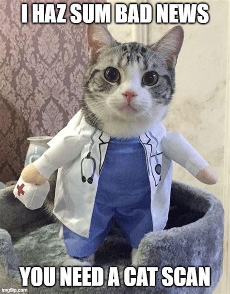 Doctor Cat Memes Imgflip