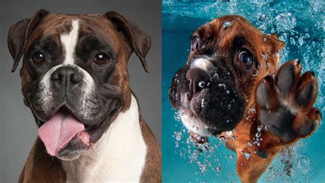 7 Reasons Why Boxer Are Perfect Sonderlives