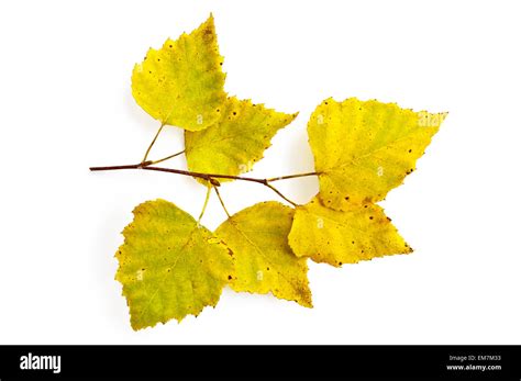 Yellow Birch Leaves On Twig Stock Photo Alamy