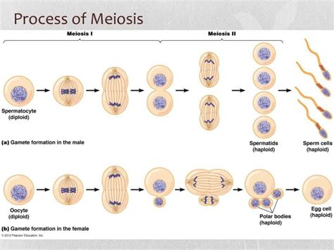 Ppt Meiosis And Sexual Reproduction Powerpoint Presentation Id 2346539