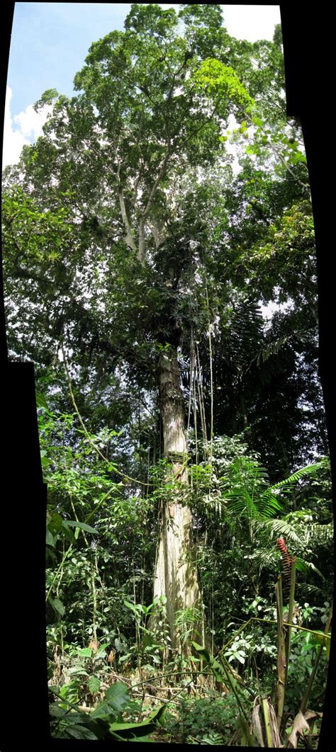 In biology, the canopy is the aboveground portion of a plant croping or crop, formed by the collection of individual plant crowns. The Phytophactor: Rainforest Field Trip - Canopy Trees ...