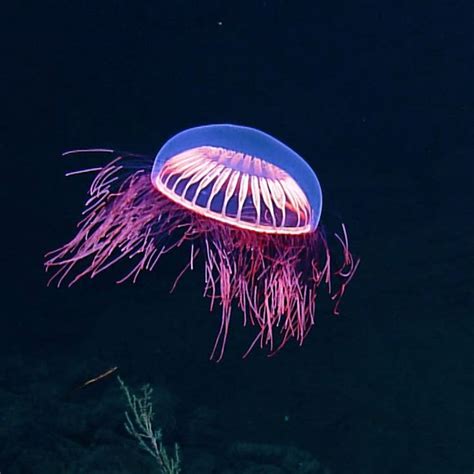 Spellbinding Jellyfish Spotted In Rare Deep Sea Footage — National