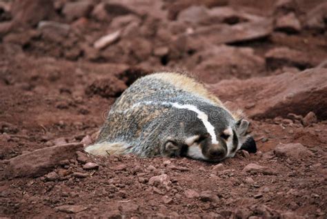 Sleeping Badger Picture Image 9786900