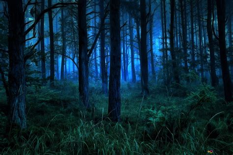 Dark And Misty Forest At Night 2k Wallpaper Download