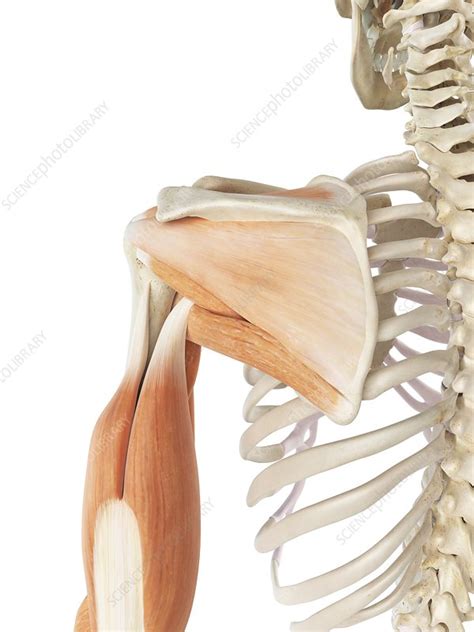 Shoulder Muscles Artwork Stock Image F0093966 Science Photo Library