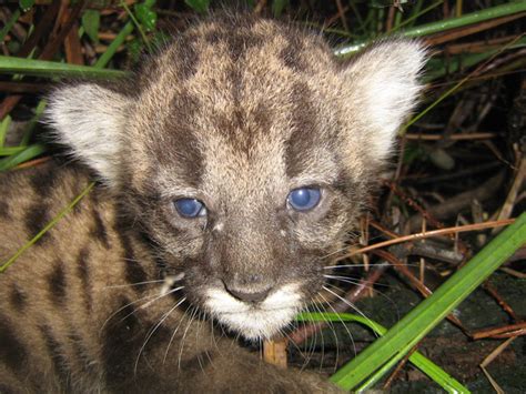 A baby florida panther just a couple of days old trying to walk. Florida Panthers Sightings and Photos: Sharing Them