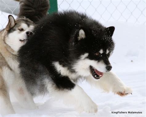 Giant Alaskan Malamute Black And White Pets Lovers