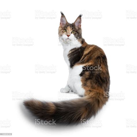 Pretty Calico Maine Coon Cat Girl Sitting Backwards With Tail Hanging
