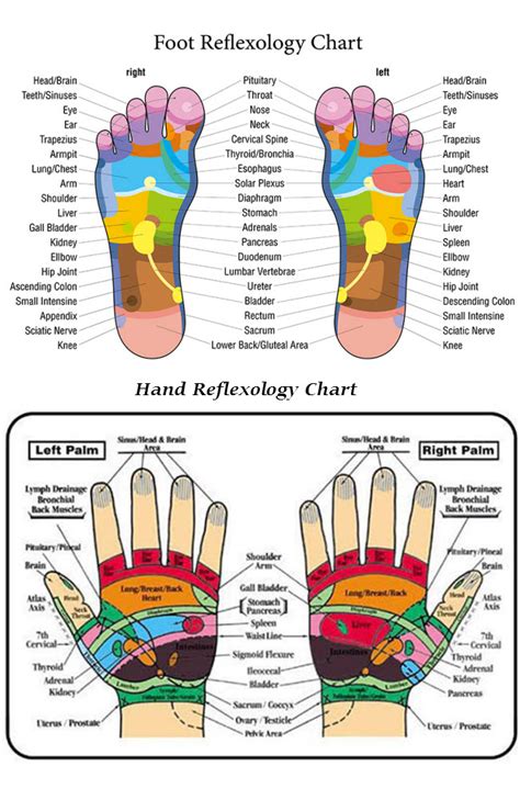 Hand And Foot Reflexology Alive Therapies