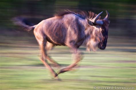 Running Wildebeest Burrard Lucas Photography