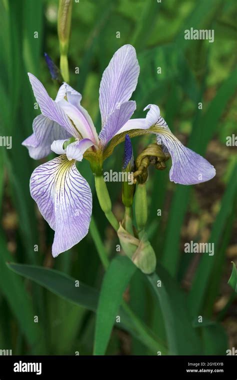 Blue Flag Iris Iris Versicolor Called Harlequin Blueflag Larger