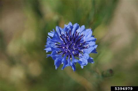 Cornflower Centaurea Cyanus