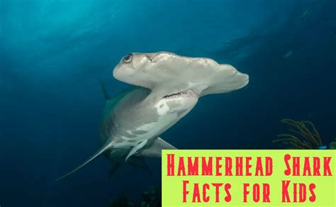 25 Amazing Hammerhead Shark Facts For Kids