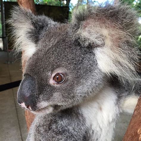 Pic From Instagram Koala Koalas Koala Bear