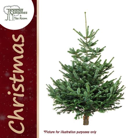 Real Low Needle Drop Nordmann Fir Christmas Tree 2ft 6ft