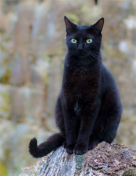 11633 Best Black Cat Group Board Images On Pinterest Black Cats