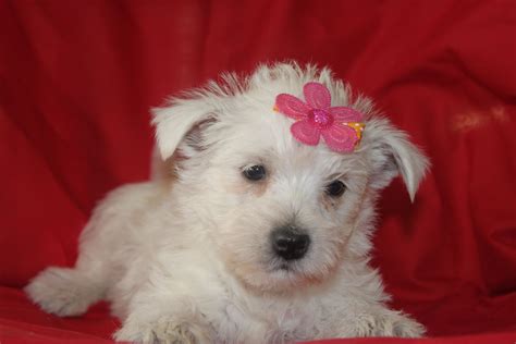 West Highland White Terriers This Is Another Female Westie In A