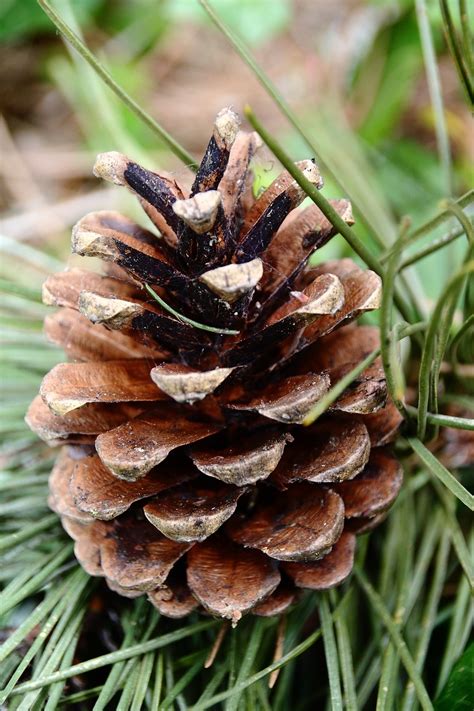 Pine Cones Tap · Free Photo On Pixabay