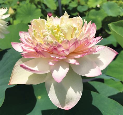 Find out more about the lotus flowers are excellent for use in wastewater treatment, and that's because they have the ability to remove polluting compounds and heavy metals. Tips for Choosing, Planting and Growing Lotus - POND Trade ...