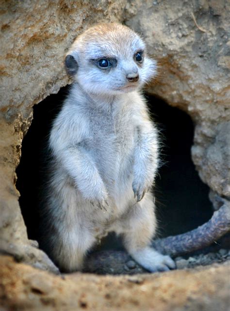 Cute Little Meerkat Pup Standing At The Entrance To Its Burrow San