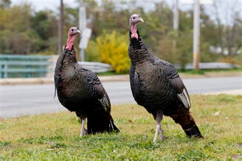 masswildlife wants you to help count the turkeys united states knews media