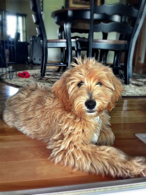 The goldendoodle teddy bear cut, also known as the goldendoodle puppy cut, is by far the most popular type of goldendoodle haircut. Goldendoodle...Walter! I think I need this dog ...