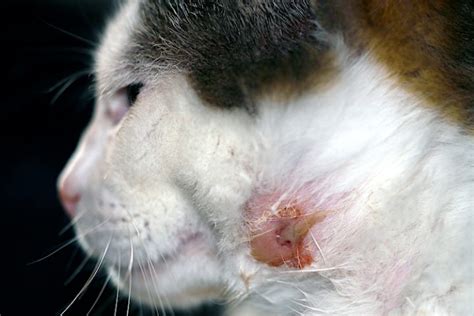 Cat Abscesses What Causes Them And How Do Vets Treat Them Petful