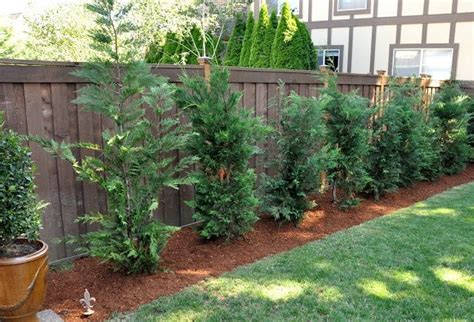Fast Growing Trees For Privacy Privacy Landscaping Backyard Makeover