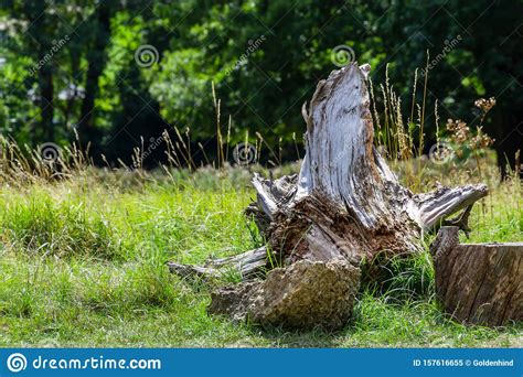 Old Fallen Tree Stump With Bare Roots At The Edge Of The Forest Stock