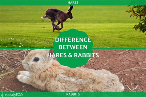 Difference Between Rabbits And Hares Hares Vs Rabbits Characteristics With Photos