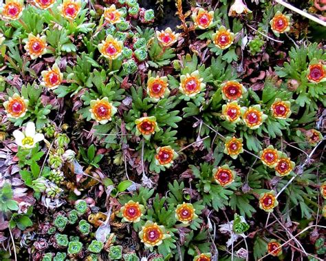 On bright sunny days, they wait in ambush for insect prey. Saxifraga styriaca