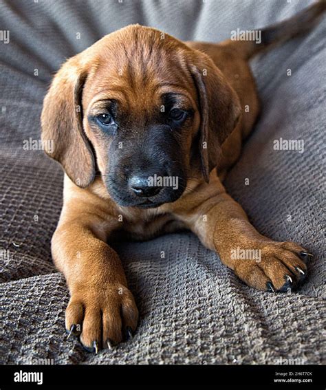 Redbone Coonhound Puppies Stock Photo Alamy