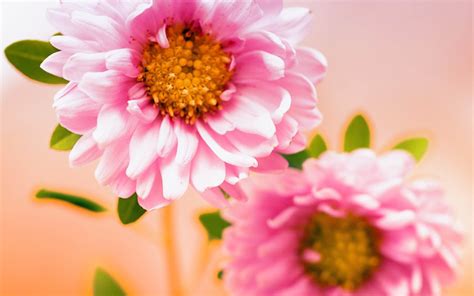 Hd to 4k quality, all ready for download! wallpapers: Pink Flowers Wallpapers