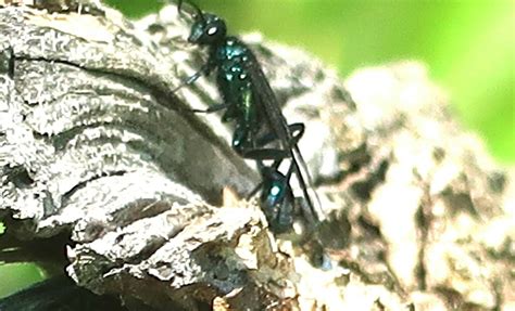 Nearctic Blue Mud Dauber Wasp From St Catharines On Canada On May 30